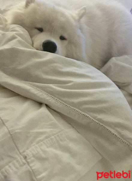 Samoyed, Köpek  Kristal fotoğrafı