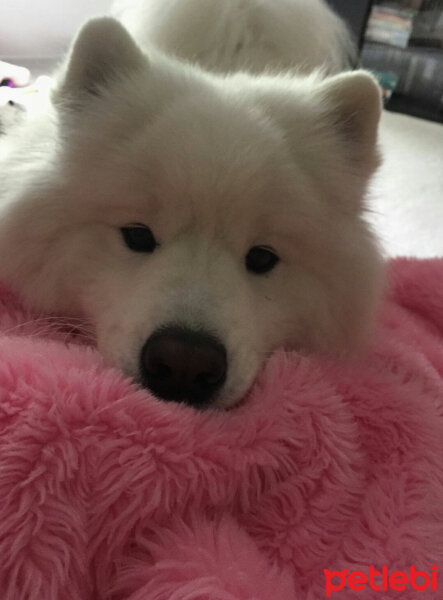 Samoyed, Köpek  Kristal fotoğrafı