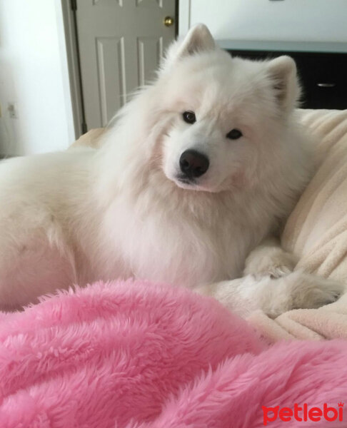 Samoyed, Köpek  Kristal fotoğrafı