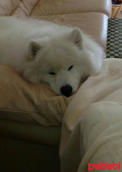 Samoyed, Köpek  Kristal fotoğrafı