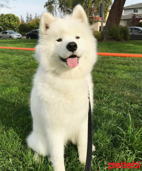 Samoyed, Köpek  Kristal fotoğrafı