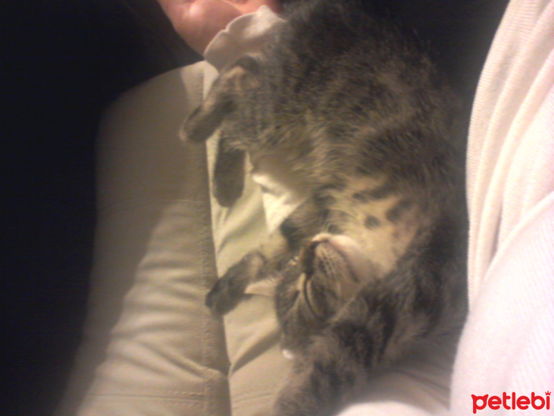Tekir Kedi, Kedi  şero fotoğrafı