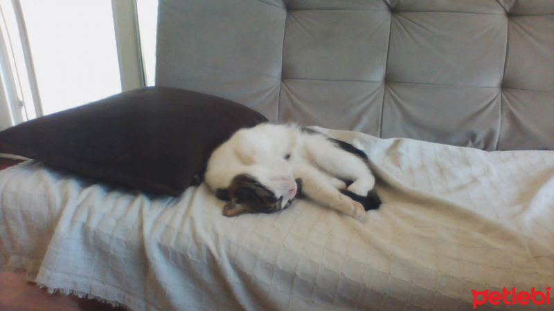 Tekir Kedi, Kedi  şero fotoğrafı