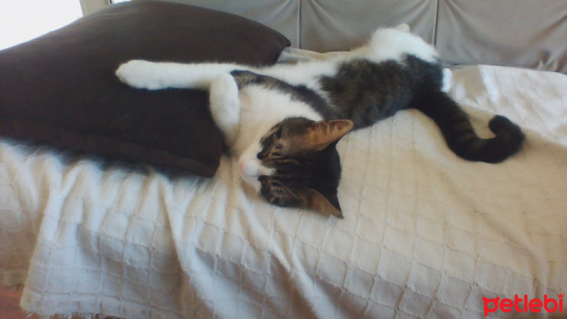 Tekir Kedi, Kedi  şero fotoğrafı