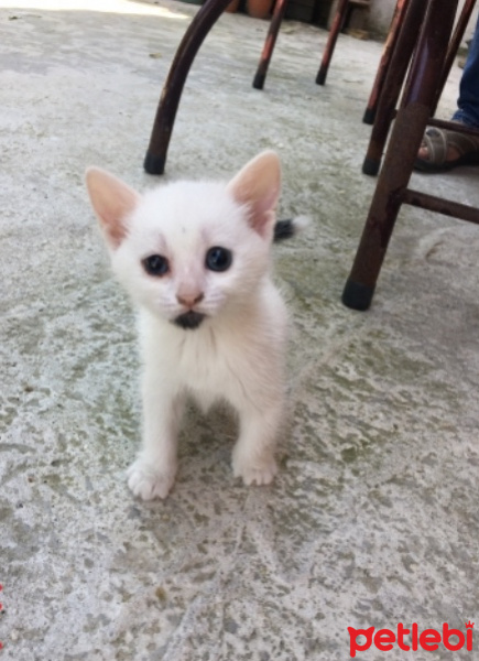 Tekir Kedi, Kedi  Sütlaç fotoğrafı