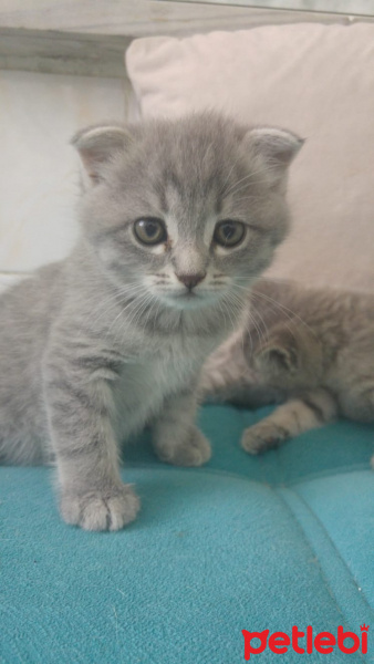 Exotic Shorthair, Kedi  Alisi fotoğrafı