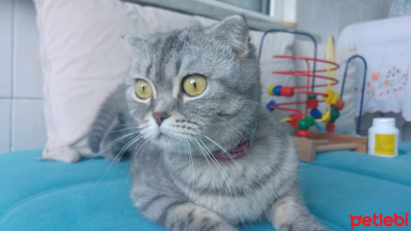 Exotic Shorthair, Kedi  Alisi fotoğrafı