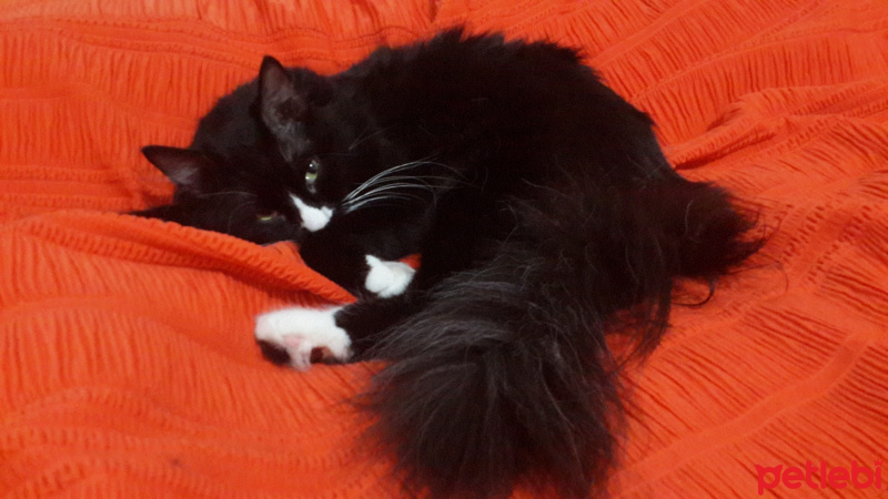 Tuxedo (Smokin) Kedi, Kedi  azman fotoğrafı