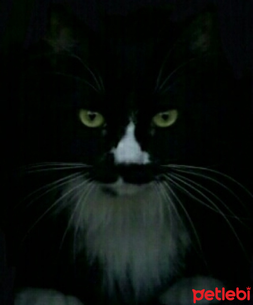 Tuxedo (Smokin) Kedi, Kedi  azman fotoğrafı