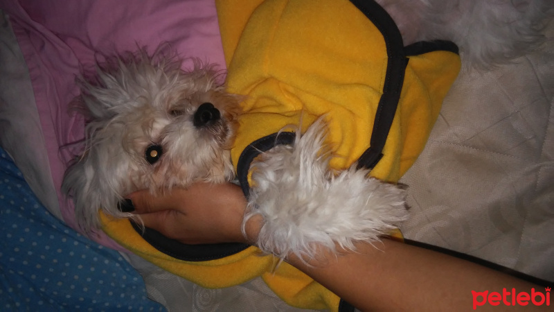 Maltese, Köpek  Daisy fotoğrafı
