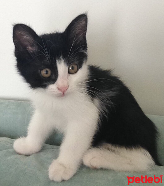 Tuxedo (Smokin) Kedi, Kedi  paşa fotoğrafı