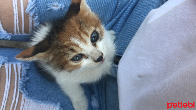 Tekir Kedi, Kedi  Adsız fotoğrafı