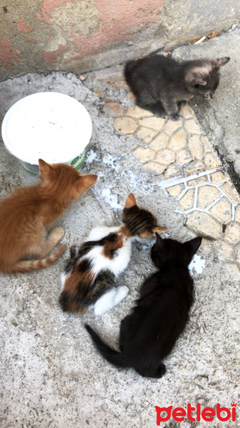 Tekir Kedi, Kedi  Adsız fotoğrafı