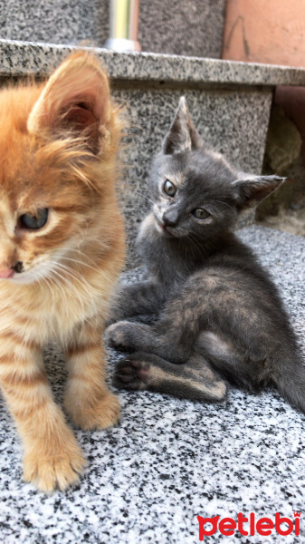 Tekir Kedi, Kedi  Adsız fotoğrafı