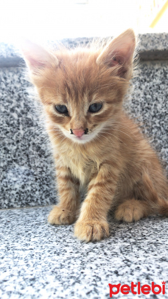 Tekir Kedi, Kedi  Adsız fotoğrafı