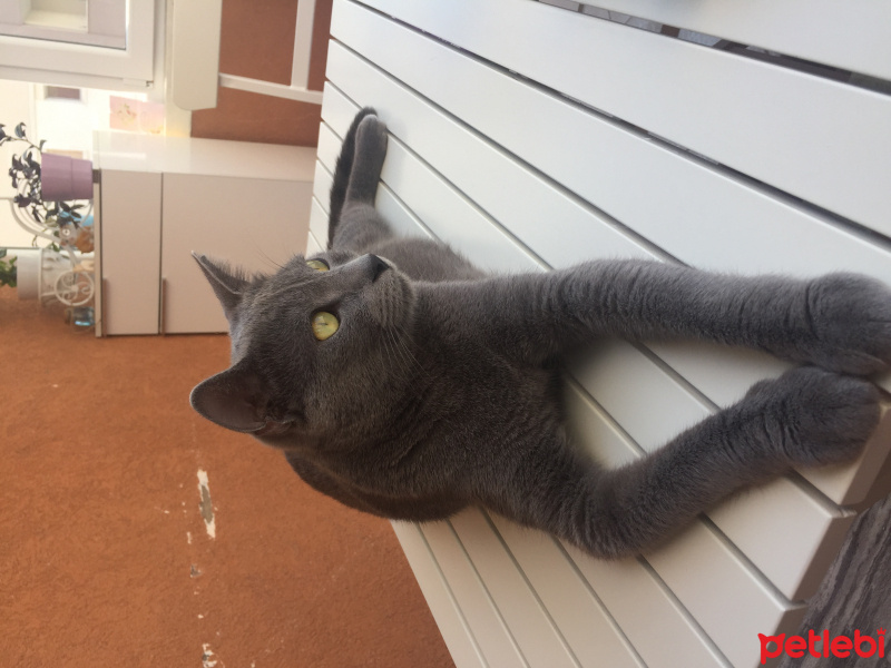 Mavi Rus, Kedi  Gümüş fotoğrafı