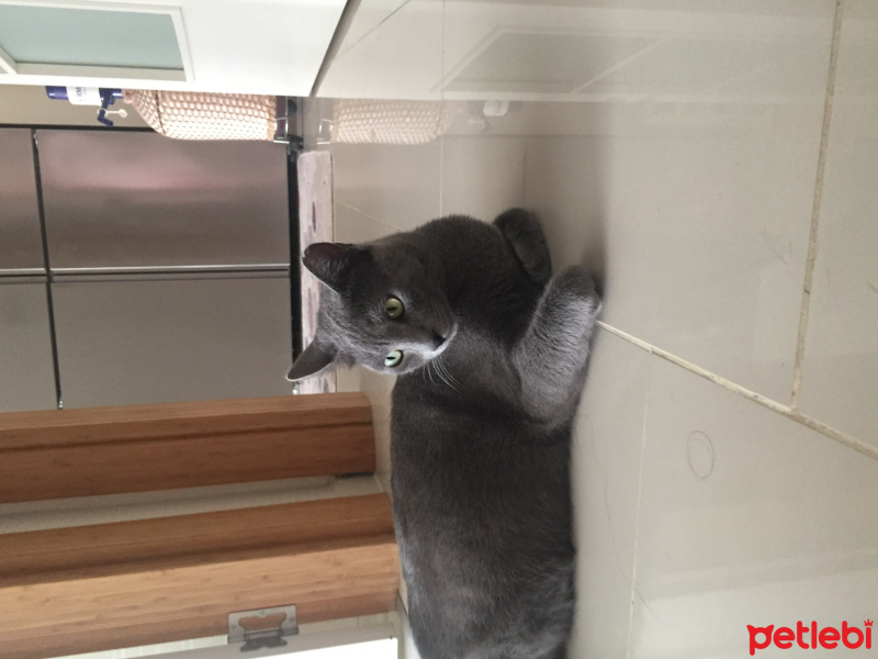Mavi Rus, Kedi  Gümüş fotoğrafı