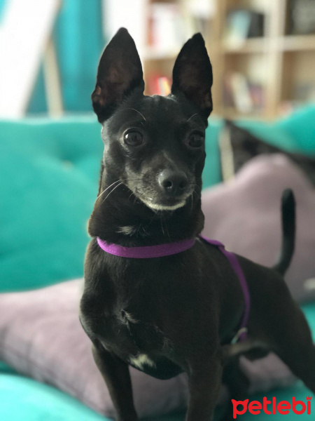 Minyatür Pinscher, Köpek  Pablo fotoğrafı