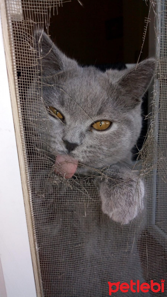 British Shorthair, Kedi  mia fotoğrafı