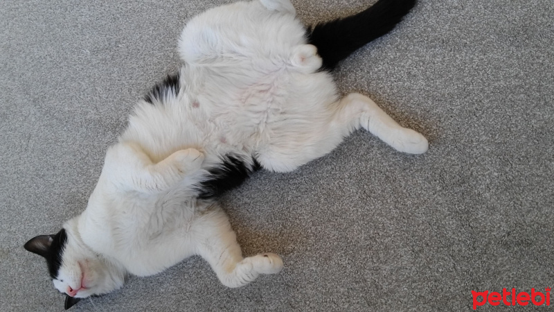 Soke, Kedi  Pati fotoğrafı