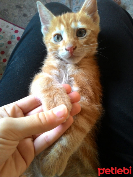 Tekir Kedi, Kedi  İsimsiz fotoğrafı
