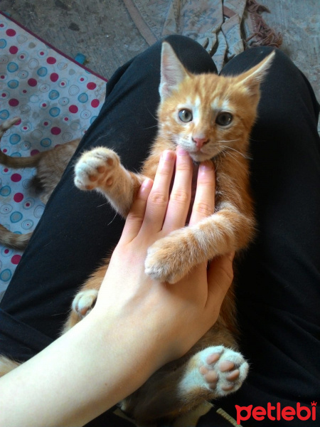 Tekir Kedi, Kedi  İsimsiz fotoğrafı