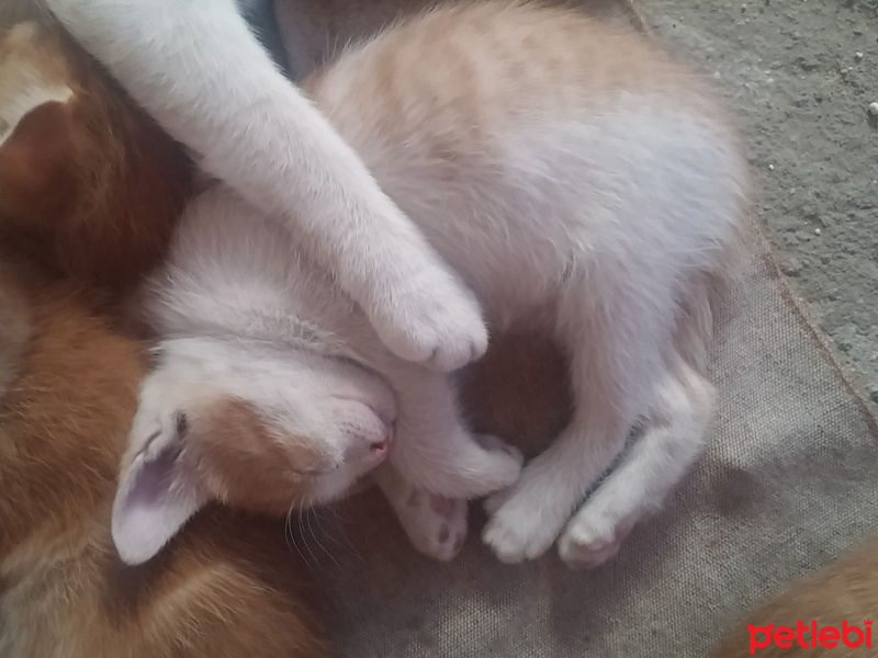 Tekir Kedi, Kedi  İsimsiz fotoğrafı