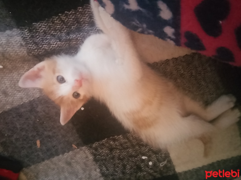 Tekir Kedi, Kedi  İsimsiz fotoğrafı