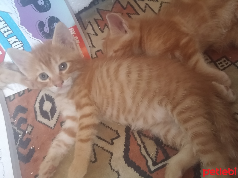 Tekir Kedi, Kedi  İsimsiz fotoğrafı