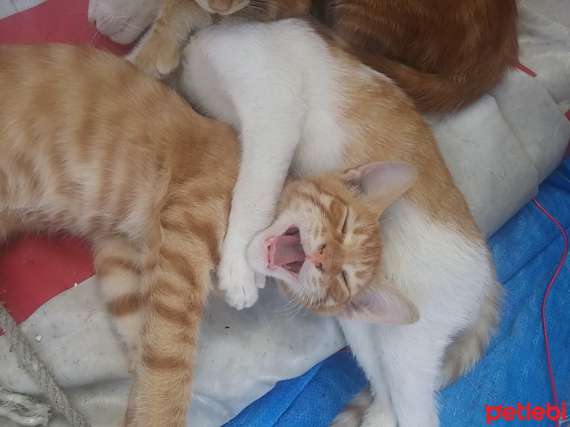 Tekir Kedi, Kedi  İsimsiz fotoğrafı