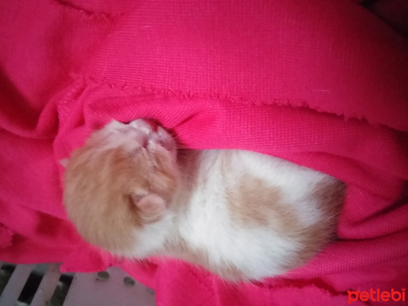 Tekir Kedi, Kedi  İsimsiz fotoğrafı
