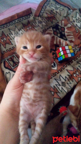 Tekir Kedi, Kedi  İsimsiz fotoğrafı