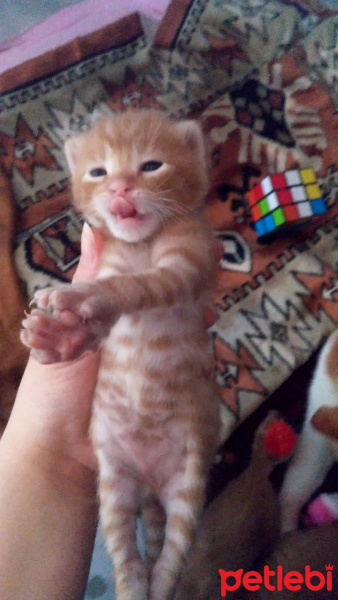 Tekir Kedi, Kedi  İsimsiz fotoğrafı