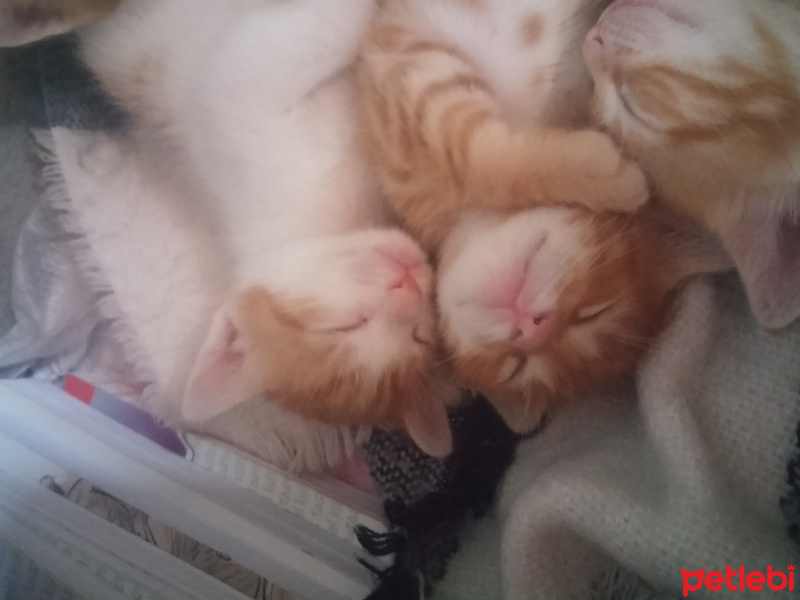 Tekir Kedi, Kedi  İsimsiz fotoğrafı