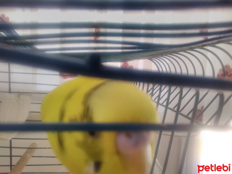 Muhabbet Kuşu, Kuş  Limon fotoğrafı