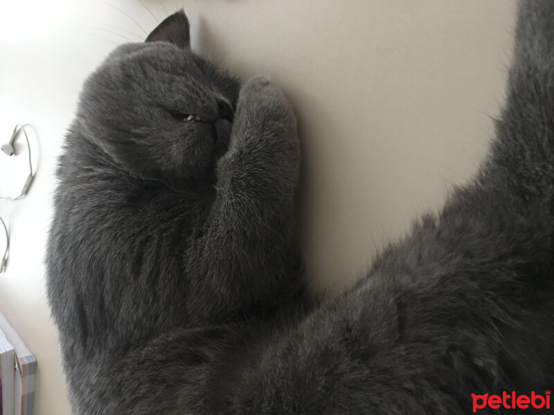 British Shorthair, Kedi  Minti fotoğrafı