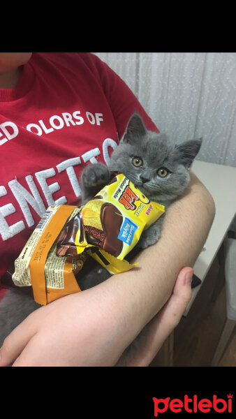 British Shorthair, Kedi  Minti fotoğrafı