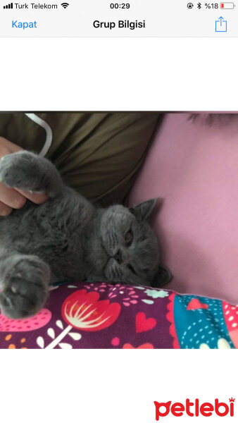 British Shorthair, Kedi  Minti fotoğrafı