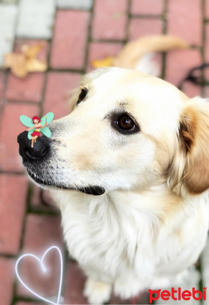 Golden Retriever, Köpek  Leon fotoğrafı