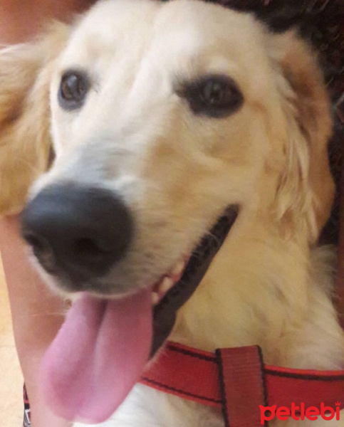 Golden Retriever, Köpek  Leon fotoğrafı