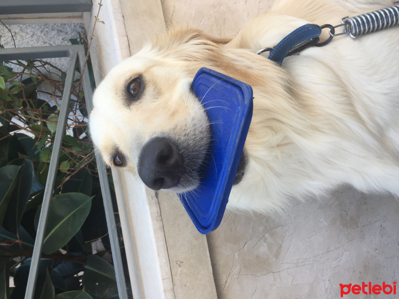 Golden Retriever, Köpek  Leon fotoğrafı