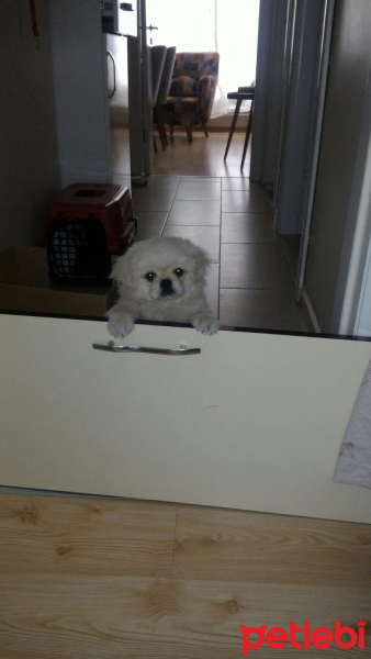 Pekingese, Köpek  Chucky fotoğrafı