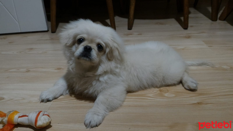 Pekingese, Köpek  Chucky fotoğrafı