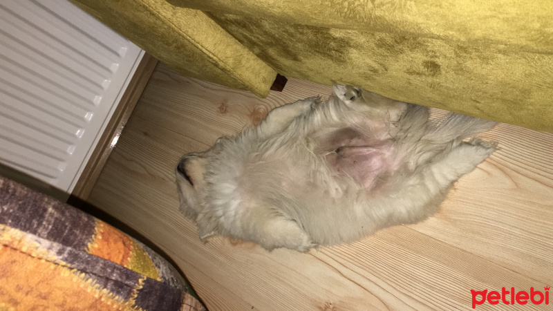 Pekingese, Köpek  Chucky fotoğrafı