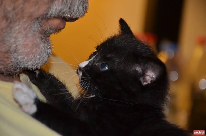 Bombay, Kedi  zeytin fotoğrafı