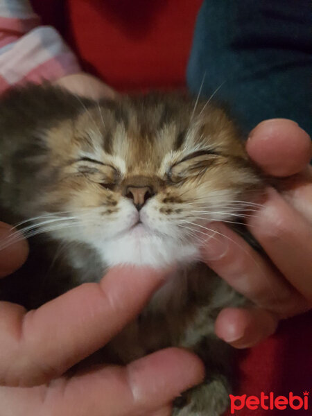 İran Kedisi (Persian), Kedi  Bade fotoğrafı