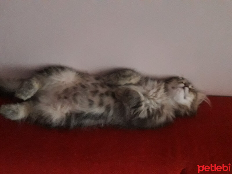 İran Kedisi (Persian), Kedi  Bade fotoğrafı