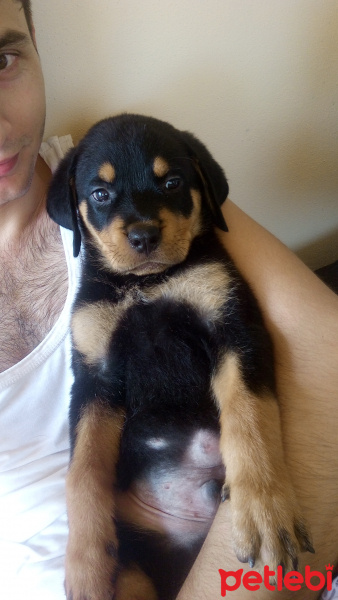Rottweiler, Köpek  Mexs fotoğrafı