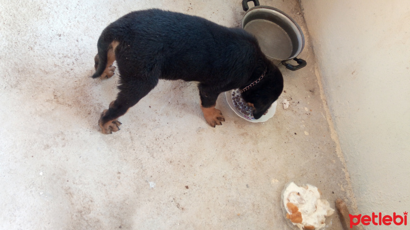 Rottweiler, Köpek  Mexs fotoğrafı