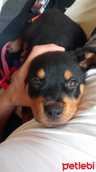 Rottweiler, Köpek  Mexs fotoğrafı